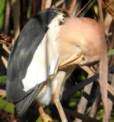 Ixobrychus minutus payesii