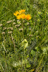 Berkheya speciosa