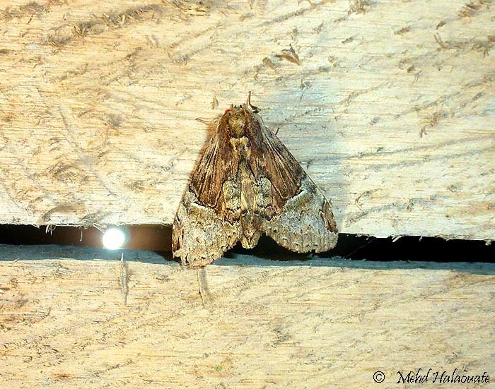 Schoutenia