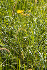 Berkheya speciosa