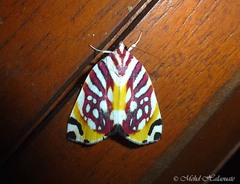 Sinna calospila