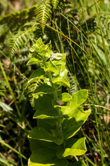 Brachystelma gerrardii