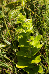 Brachystelma gerrardii