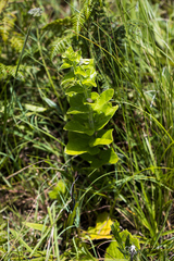 Brachystelma gerrardii