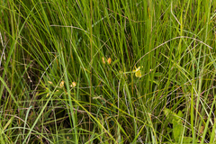 Chamaecrista capensis