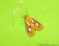 Asota orbona