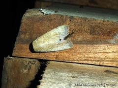 Athetis nonagrica