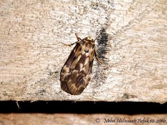 Cyana inusitata