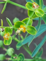 Euphorbia arborescens (Euphorbia arborescens)