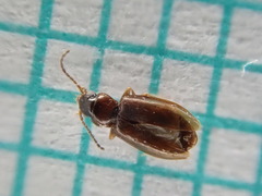 Elaphropus parvulus