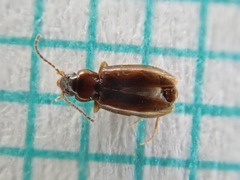 Elaphropus parvulus