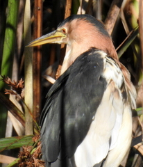 Ixobrychus minutus payesii