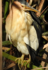 Ixobrychus minutus payesii