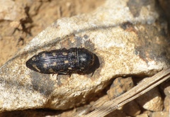 Acmaeodera degener