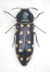 Acmaeodera degener