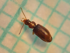 Elaphropus parvulus