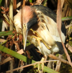 Ixobrychus minutus payesii
