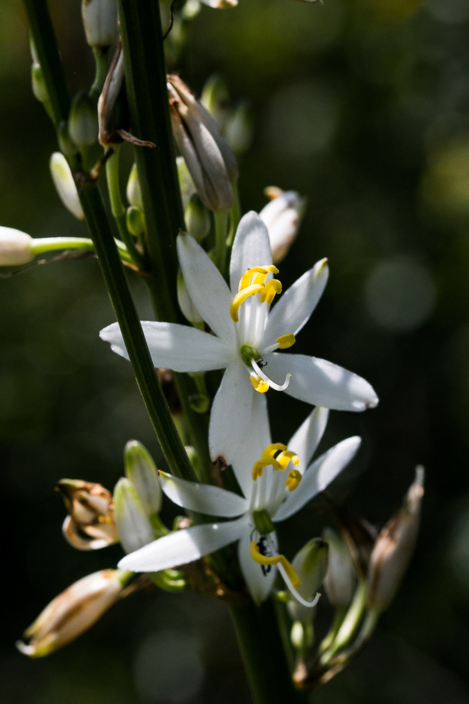 Chlorophytum krookianum (Hardy Spider Plant)