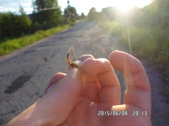 Siphlonurus lacustris