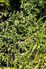 Cyphostemma natalitium