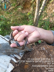 Xenochrophis vittatus