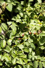 Cyphostemma natalitium