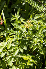 Cyphostemma natalitium