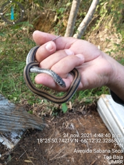Xenochrophis vittatus