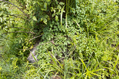 Cyphostemma natalitium