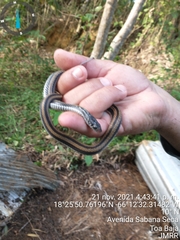 Xenochrophis vittatus