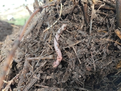 Lumbricus terrestris