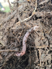 Lumbricus terrestris