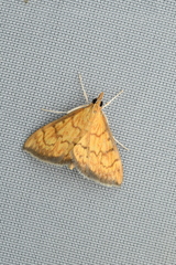 Ecpyrrhorrhoe rubiginalis