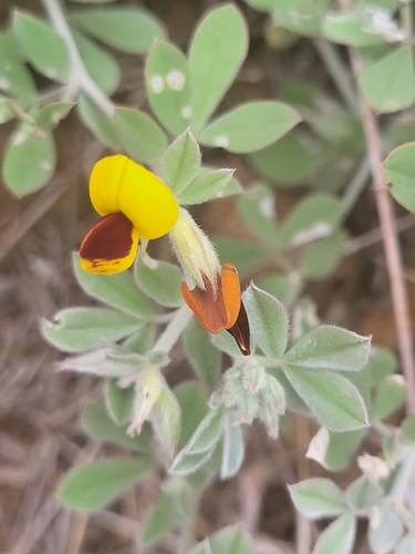 Lotus latifolius image