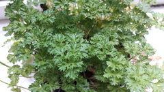 Petroselinum crispum
