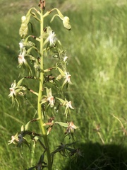 Habenaria schimperiana