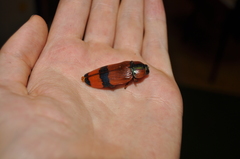 Temognatha westwoodi