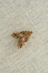 Elophila turbata
