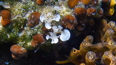 Padina pavonica