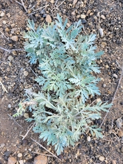 Artemisia gorgonum
