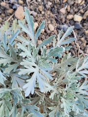Artemisia gorgonum