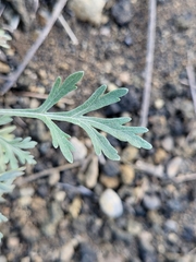 Artemisia gorgonum