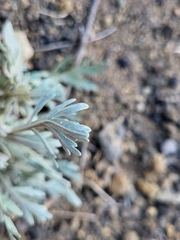 Artemisia gorgonum