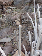 Ceropegia fusca image