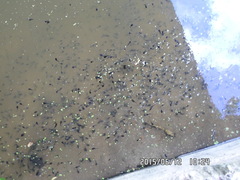 Bufo bufo