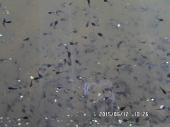 Bufo bufo