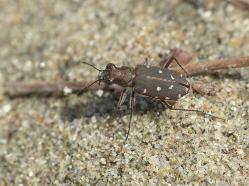 Subespecies Calomera littoralis quadripunctata · NaturaLista Mexico