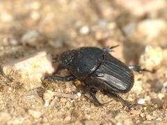 Cheironitis irroratus