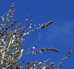 Buddleja tucumanensis