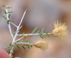 Pteronia leucoclada